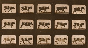 牛が走っているイメージシーケンス、「Animal Locomotion」シリーズ、1881年 作： Eadweard Muybridge